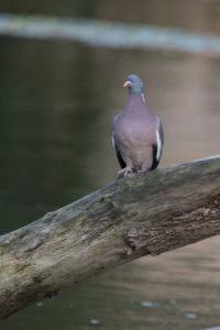 Pigeon ramier