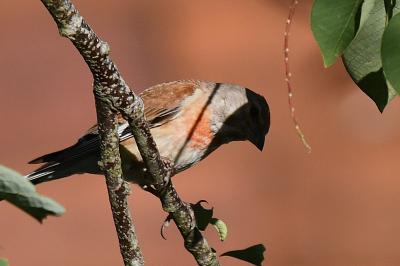 Linotte mélodieuse