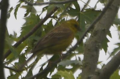 Bruant jaune