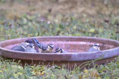 Cyanistes caeruleus