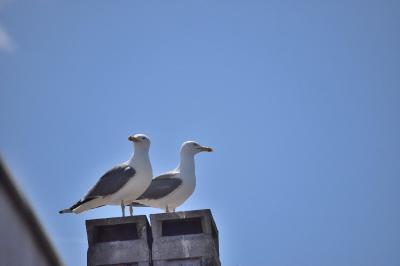 Larus michahellis