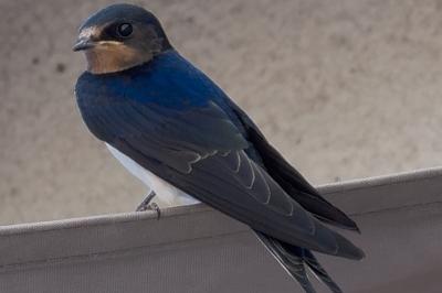 Hirundo rustica