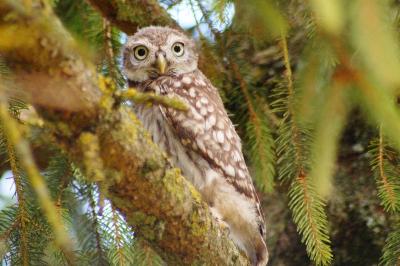 Athene noctua