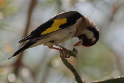 Carduelis carduelis