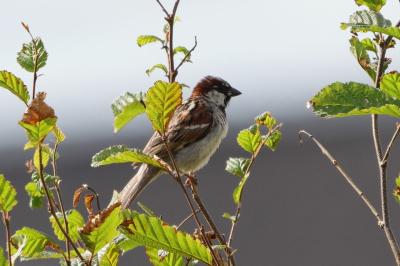 Moineau domestique