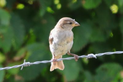 Passer domesticus