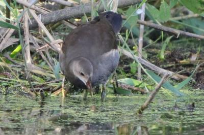 Poule-d'eau