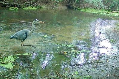 Ardea cinerea