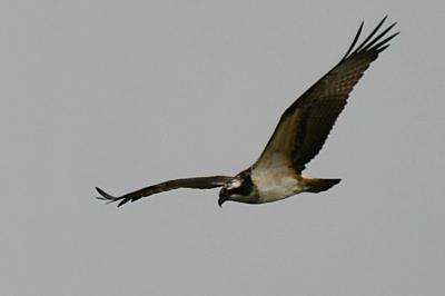 Balbuzard pêcheur