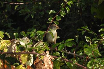 Bouscarle de Cetti