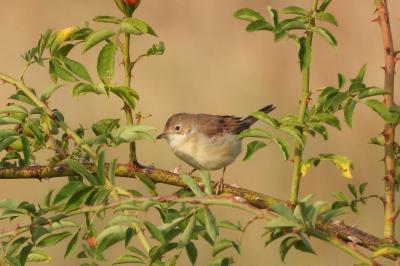 Fauvette grisette