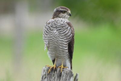 Accipiter nisus