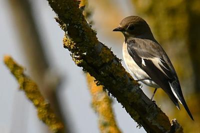 Gobemouche noir