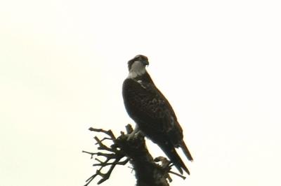Pandion haliaetus