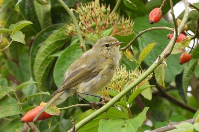 Phylloscopus collybita