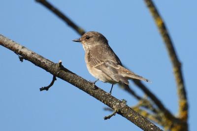 Muscicapa striata