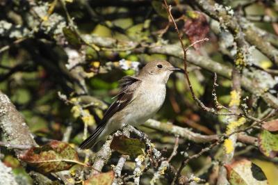 Ficedula hypoleuca