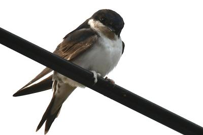 Hirondelle de fenêtre