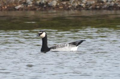 Branta leucopsis