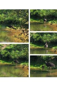 Cigogne noire