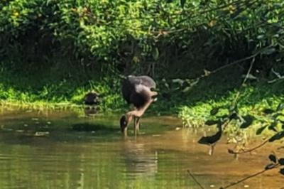 Cigogne noire