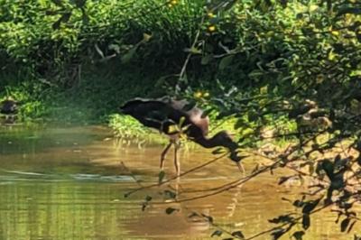 Cigogne noire