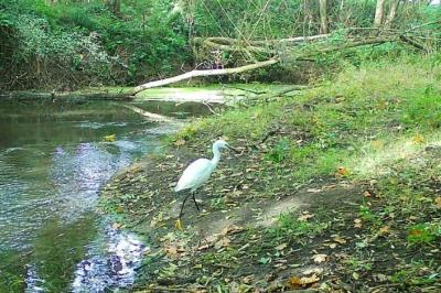 Aigrette garzette