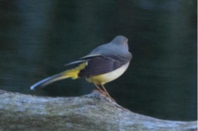 Bergeronnette des ruisseaux