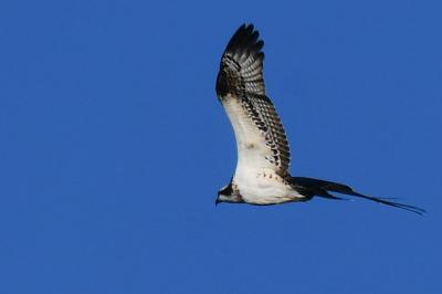 Balbuzard pêcheur