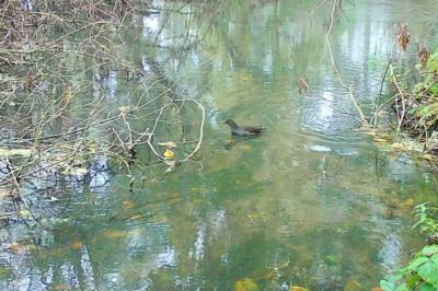 Poule-d'eau