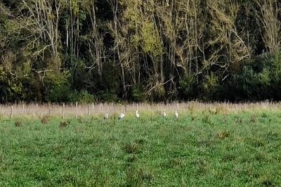 Cigogne blanche