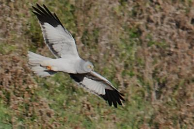 Busard Saint-Martin