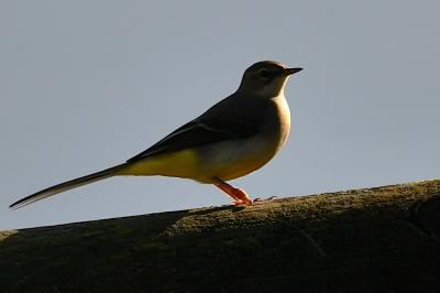 Bergeronnette des ruisseaux