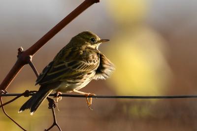 Pipit farlouse