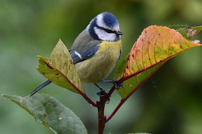 Mésange bleue