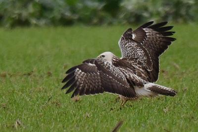 Buse variable