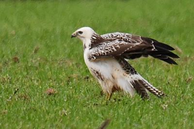 Buse variable