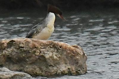 Harle bièvre