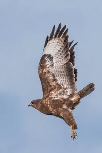 Buse variable