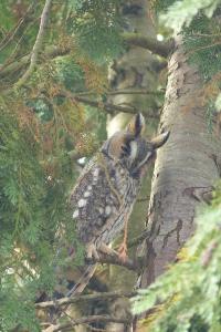 Hibou moyen-duc
