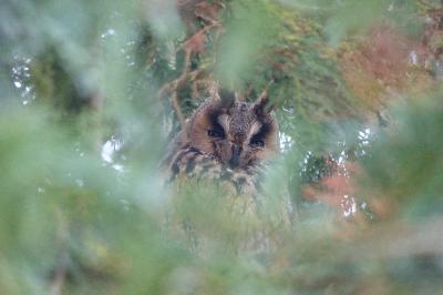 Hibou moyen-duc