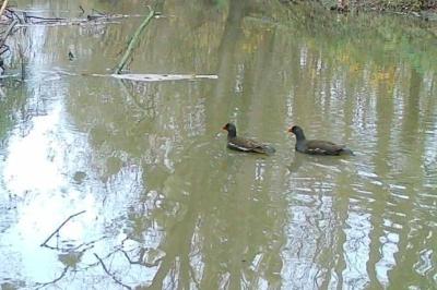 Poule-d'eau
