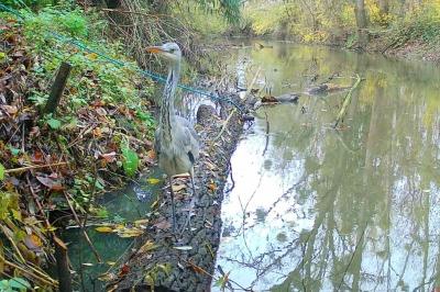 Ardea cinerea