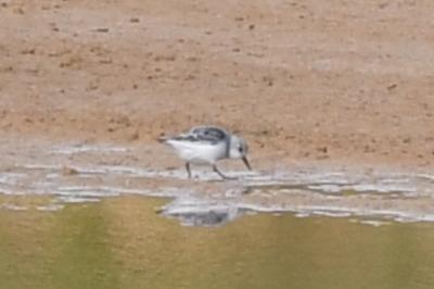 Bécasseau sanderling
