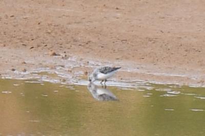 Bécasseau sanderling
