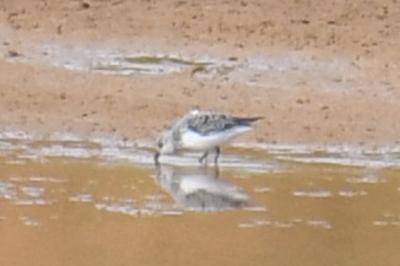 Bécasseau sanderling