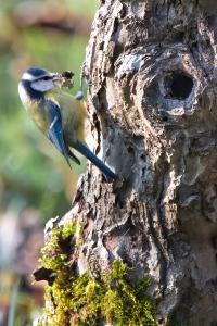 Mésange bleue