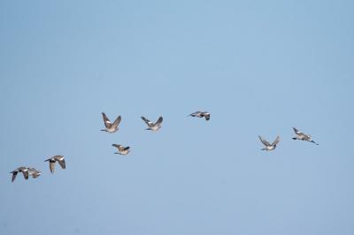 Pigeon ramier