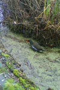Poule-d'eau