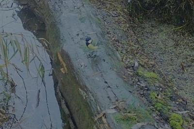 Mésange charbonnière